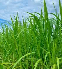 Napier Grass