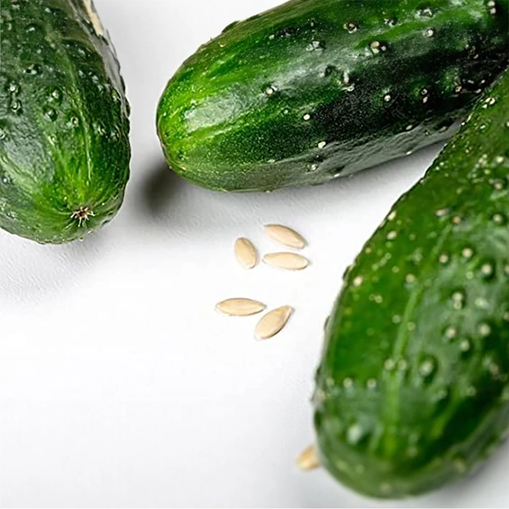 Cucumber