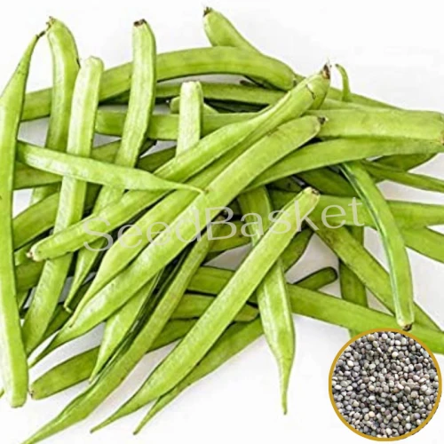 Beans Seeds