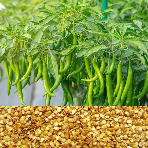 Chili Seeds