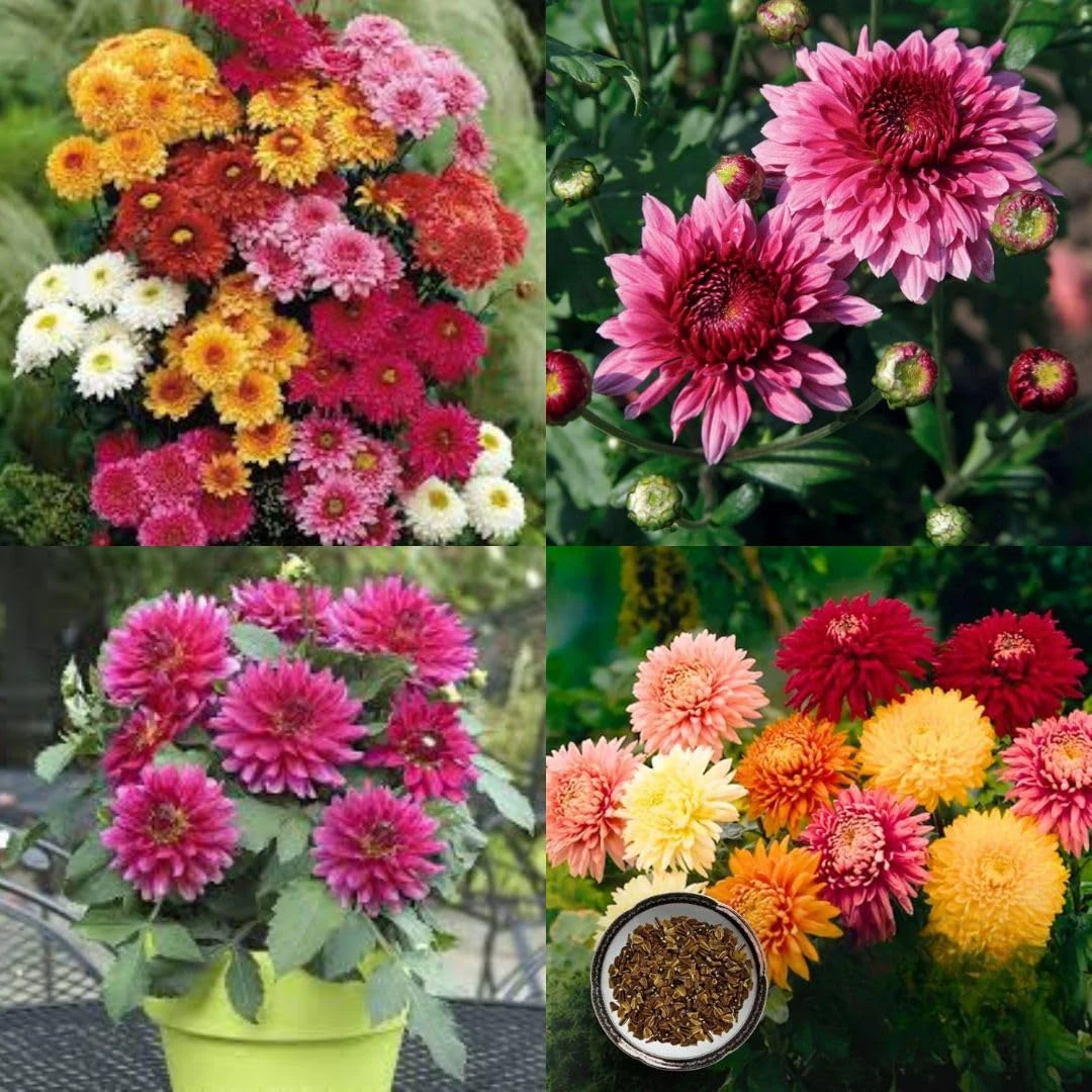 Chrysanthemum Seeds